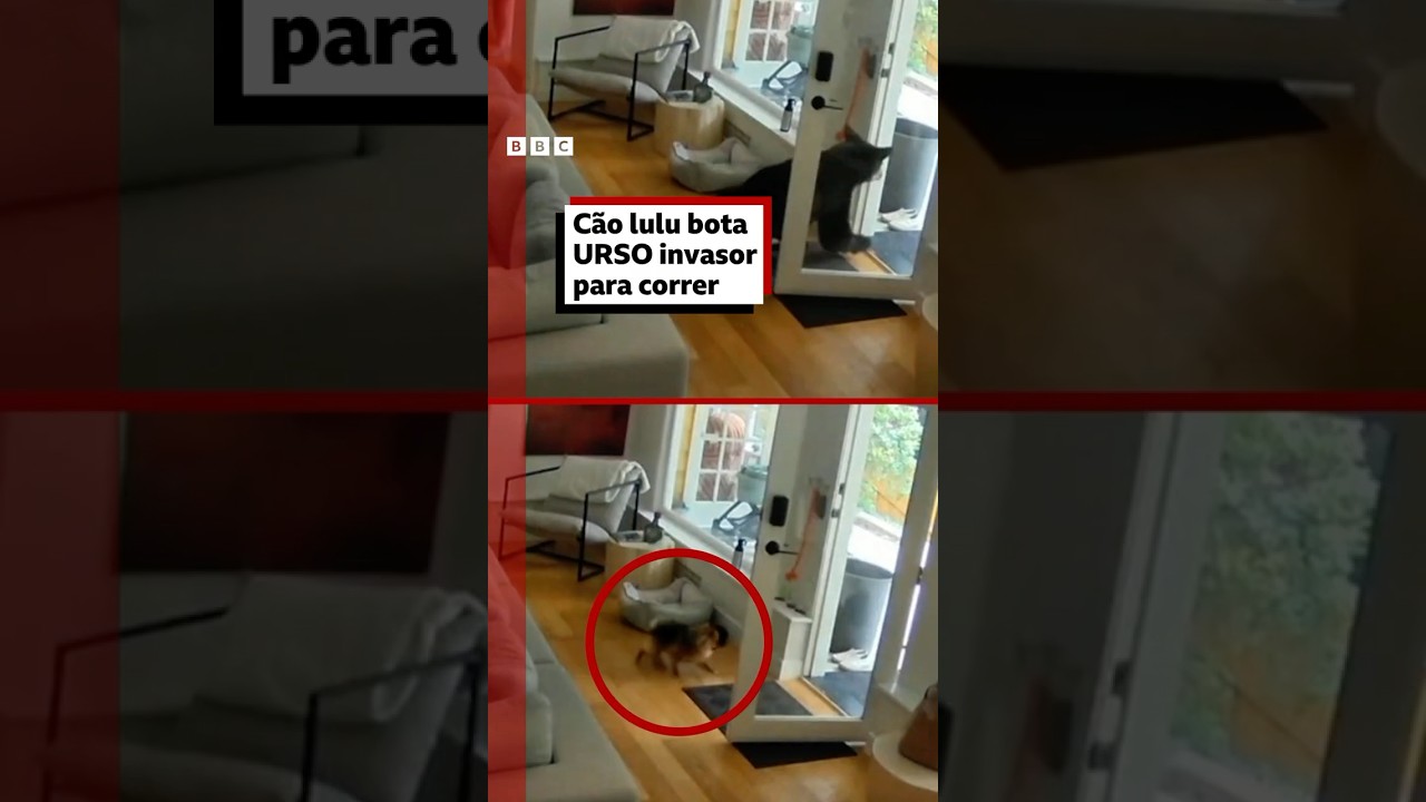 Lulu da pomerânia bota urso invasor para correr de sua casa
