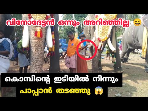 കൊമ്പിന്റെ ഇടിയിൽ നിന്നും പാപ്പാൻ തടഞ്ഞു | Chirakkal Kalidasan