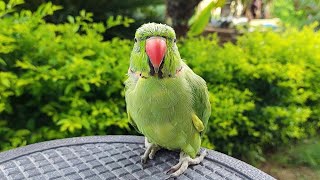My Cute Talking Ringneck Parrot is Moulting
