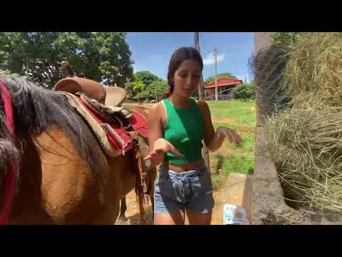 VOLTAMOS E LEVAMOS OS CAVALOS PARA A FAZENDA