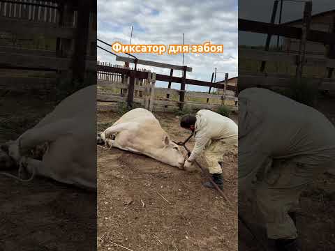 Фиксатор головы для забоя
