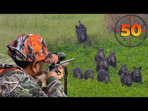 TOP 50 WILD BOAR SHOTS (MOST EXCITING HUNTING SCENES) #hunting #hog