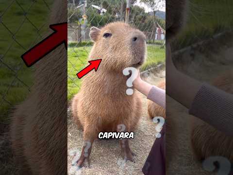 Você Não Pode Ter Uma Capivara
