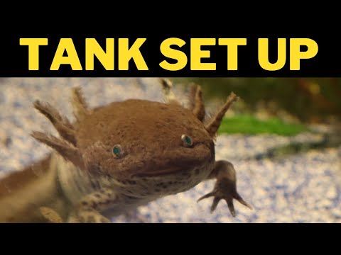 Live Axolotls For Sale 07 2021