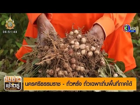 'ถั่วหรั่ง' ถั่วเฉพาะถิ่นพื้นที่ภาคใต้ ทำรายได้หลักแสนต่อปี