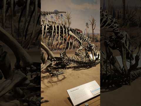 Real dinosaur skeleton bone at drumheller museum