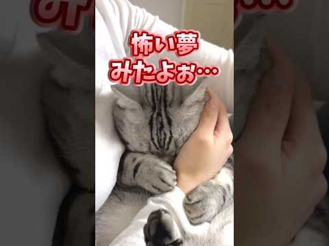 ㊗️50万再生!!ネッコ見てニヤついたらアウトww