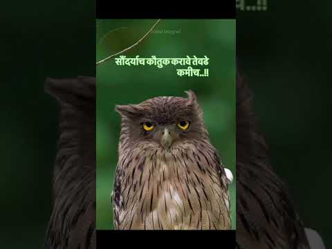 सौंदर्याचं कौतुक करावं तेवढं कमीच..@healthgurumarathi7066 #shortfeed #nature #dailyvlog #vlog