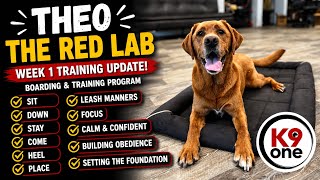 Theo the Red Lab Learning Obedience Commands 