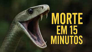 Por que a Mamba-Negra Pode Matar em Menos de 15 Minutos?