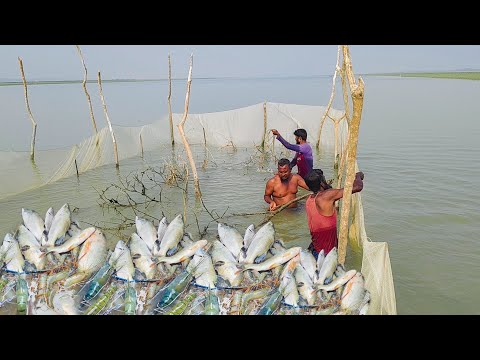 এত বড় বড় কোরাল গলদা চিংড়ি মাছ পাবে কল্পনা ও করি নাই। শীতকালে নদীতে বড় মাছ ধরা। Big fish catch River