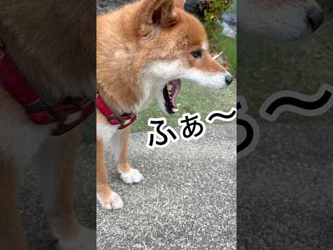 涼しい日に遊ぶ柴犬・力丸のかわいい日常風景 サムネイル