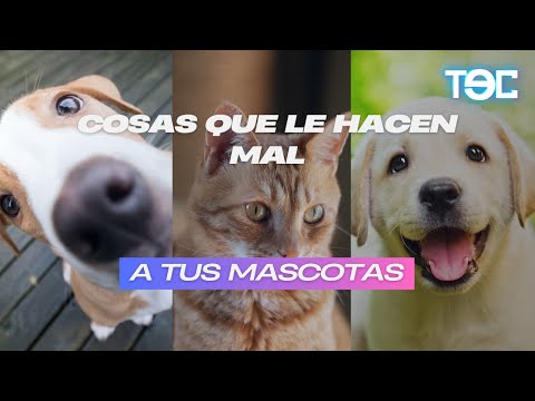 ESTAS COSAS QUE LE HACEN MAL A TUS MASCOTAS