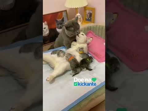 Os gatos também amam 💙