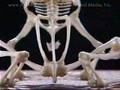 Frog Anatomy and Jumping Mechanics