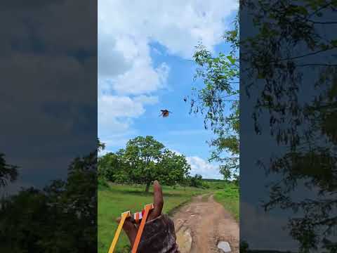 Bất Ngờ Và Phản Xạ Kịp Thời #nacaosu #hunter #slingshot #sanbat #goc45do #hunting #sang