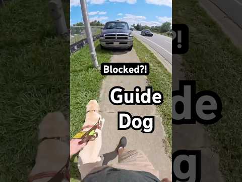 Trucks parked on the Sidewalk?! #guidedog #dogs #dog #labrador #disability #insta360 #legallyblind