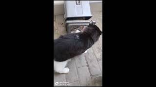 SI BERG❗ KUCING LUCU MAINAN SAMPAH SAMPAI AMBRUK ⁉️