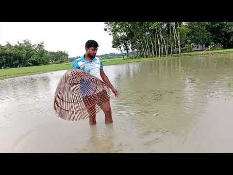 Real Amazing Big Sheat Fish Hunting | Best Polo Fishing #100
