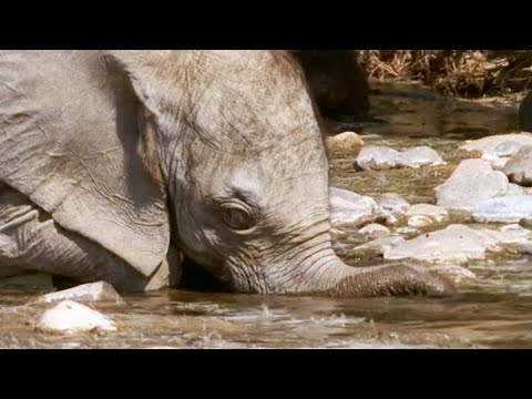 Orphaned Elephant’s Struggle to Survive (Part 1) | Elephant Nomads of the Namib Desert | BBC Earth