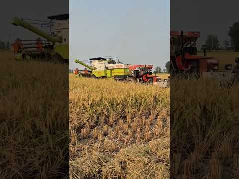 3 ट्रैक्टर के साथ निकाली फ़सी हुई मशीन #combinemud #3swaraj855 #jhotatractor