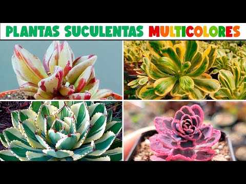 PLANTAS SUCULENTAS VARIEGADAS o MULTICOLORES