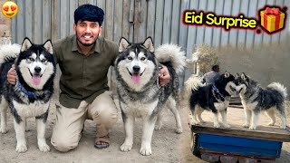 Eid Special Surprise🎁 Finally Husky Dog In Pet House 😍 Eid Mubarak