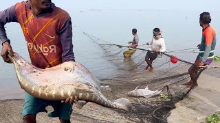Big Fish Hunting Video 2025 - Big Fish Catching With Net in the Beautiful Natural River