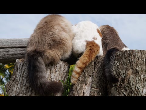 猫の動画サムネイル - かご猫LIVE配信　2025年07月05日