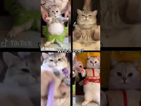 Which cat is best