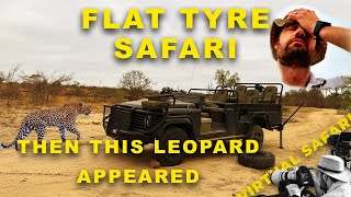 Flat Tyre Disaster Turns Into Leopard Magic | Virtual Safari #289