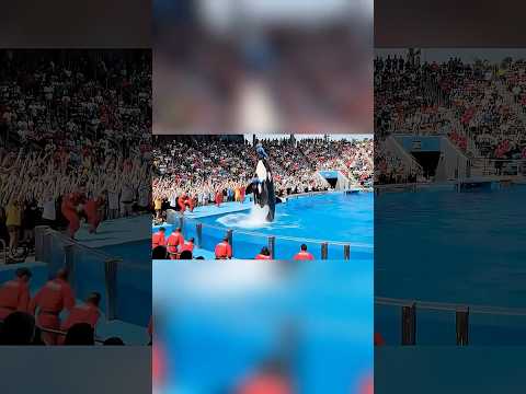 jessica radcliffe video | jessica radcliffe orca attack |Jessica Radcliffe Video | jessica radcliffe