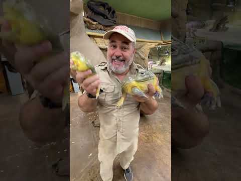 Pixie frogs, also known as African bullfrogs, can  Follow Me Here!!

Meet Me Here_ https_//linktr.ee/thereptilezoo
Facebook_ https_//www.facebook.com/p