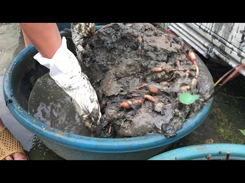 Harvest lotus roots for planting after the flowers fade