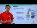 Cilia and Flagella Structure and Function