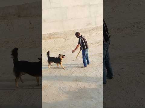 playing cricket with german shepherd ♥️♥️ #germanshepherd #gsd #dog #playingcricket