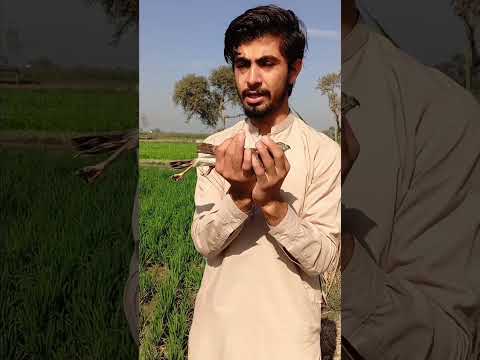 Male shikar tarped #birds #eaglehunting #birdhunting #animals #hunting #eaglehunt