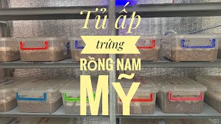Tủ ấp trứng rồng nam mỹ