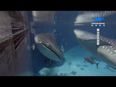 鯨鯊的牙齒不是拿來吃飯？水族館要怎麼幫鯨鯊量身高呢？｜動物星球頻道 - YouTube