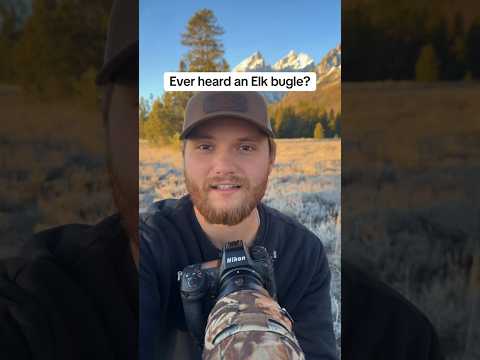 Elk are among the most gregarious deer species. #naturephotography #elk #deer