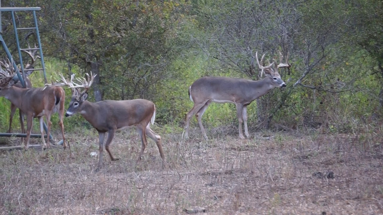 Whitetail Bucks at Feeder