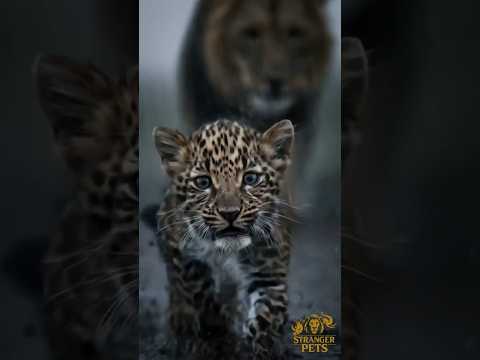 The Fate of the Gazelle Raised by a Leopard