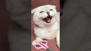 Sonya😭✂️ #cat #cats