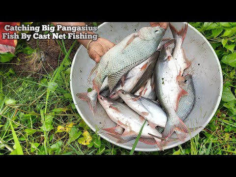 catching big Pangasius fish by cast net fishing - amazing net fishing in village pound by machhali