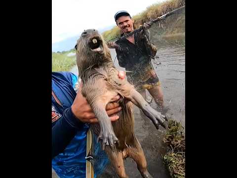 Cari Ikan Malah Dapat Kapibara 😱 #shortsfeed #animals #shortvideo #kapibara