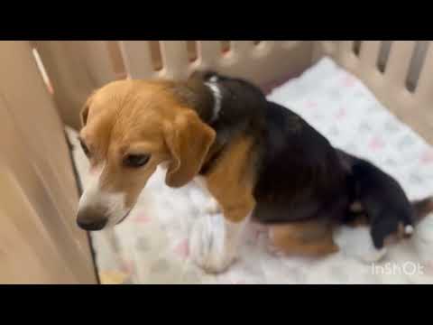 ビーグル親子の日常🥰赤ちゃんの成長に合わせ広いお部屋になりました!!