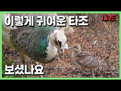 오싹오싹한 공작새의 육아 방송