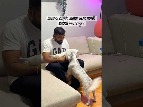 Babyని చూసి simba reactionకి shock అయ్యాం🥹 #shortsindia #telugu #minivlog #youtubeshorts #youtube