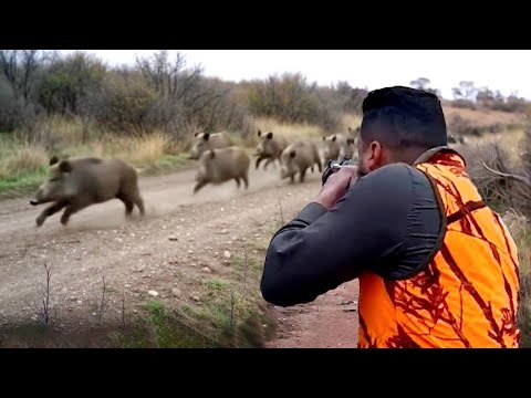Top 10 Wild Boar Herd Ambushes – Real Hunting Footage!-PART 1 