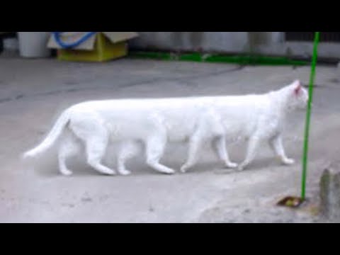 15 Abnormally Strange Cats That Actually Exist